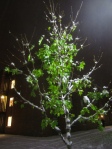 Ein komisches Bild - Schnee auf noch grünen Bäumen